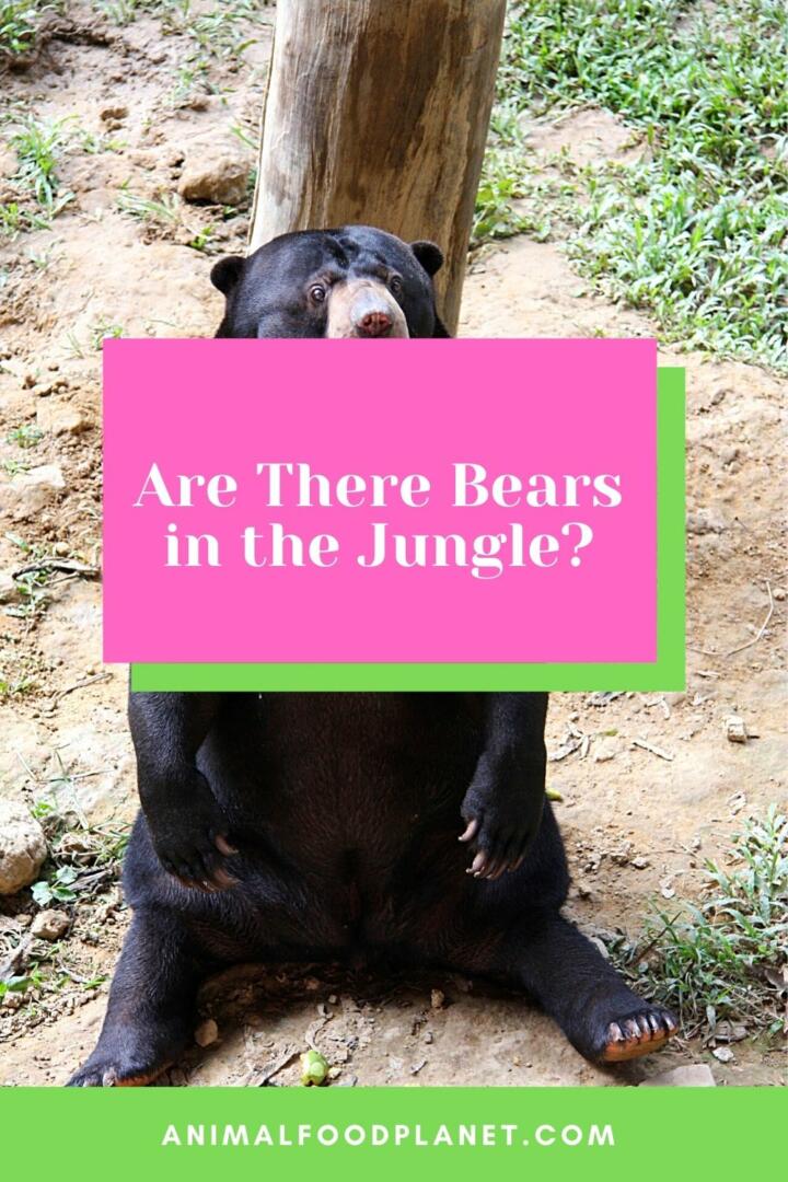 Are There Bears in the Jungle?
