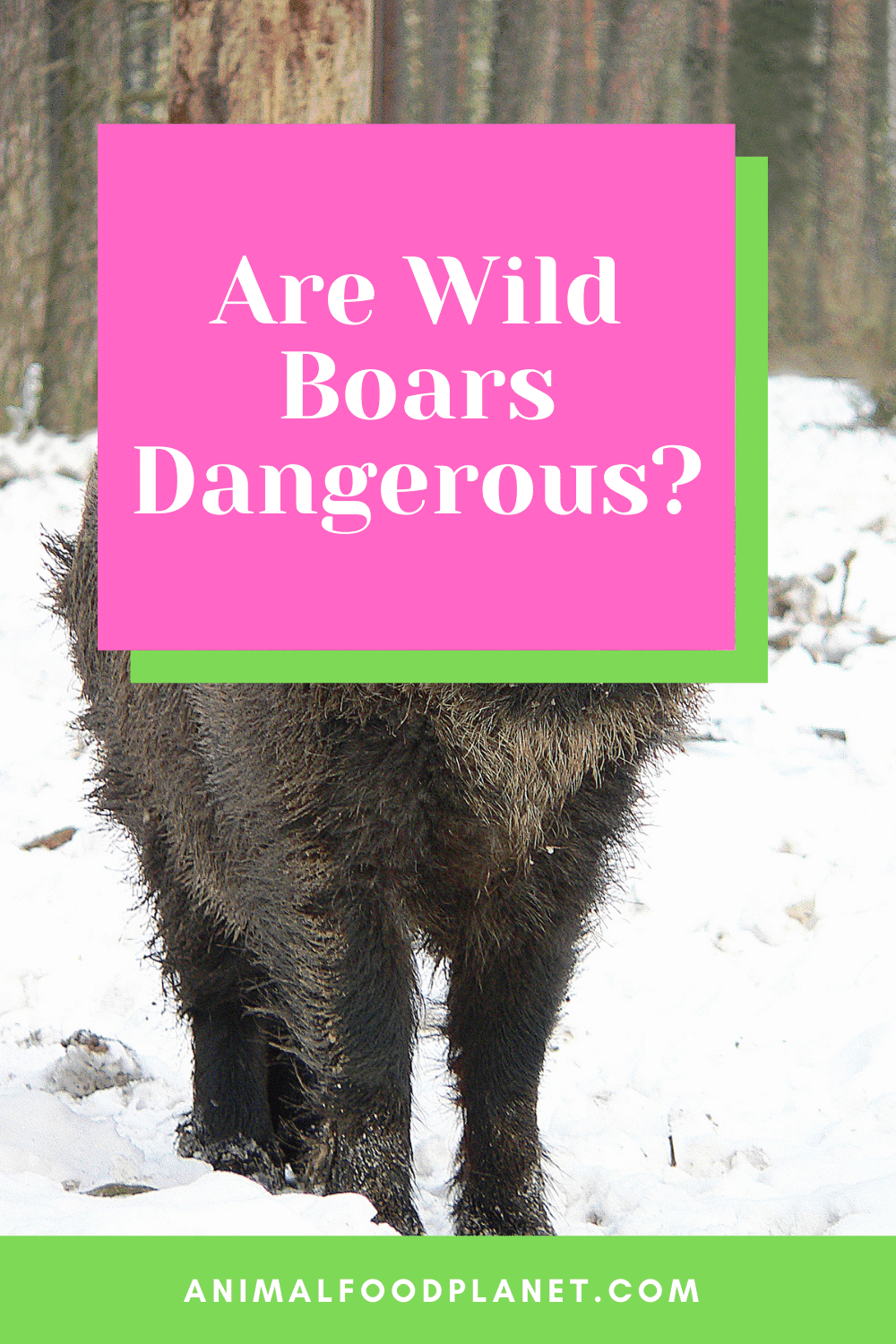 Are Wild Boars Dangerous