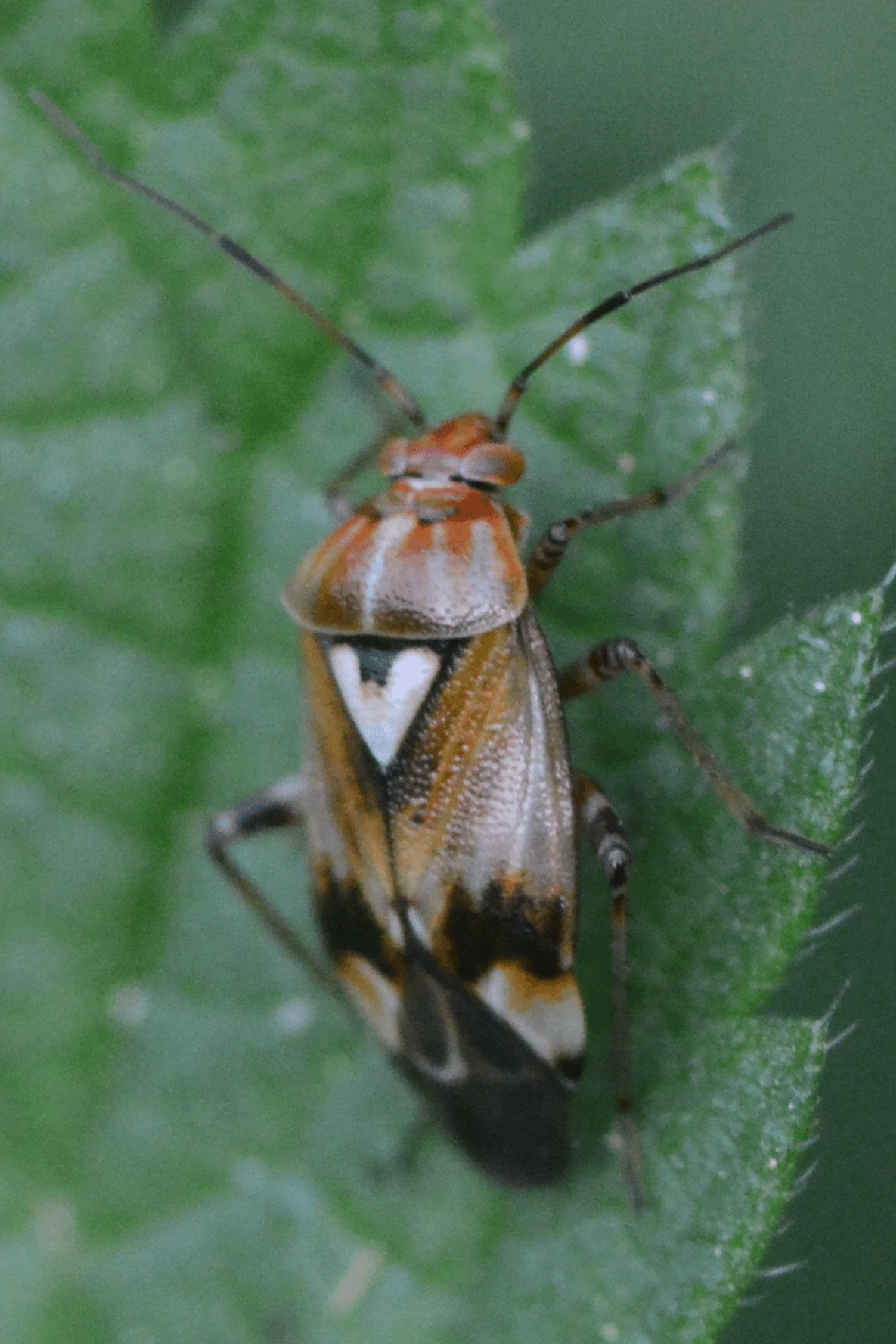 Ash Plant Bug