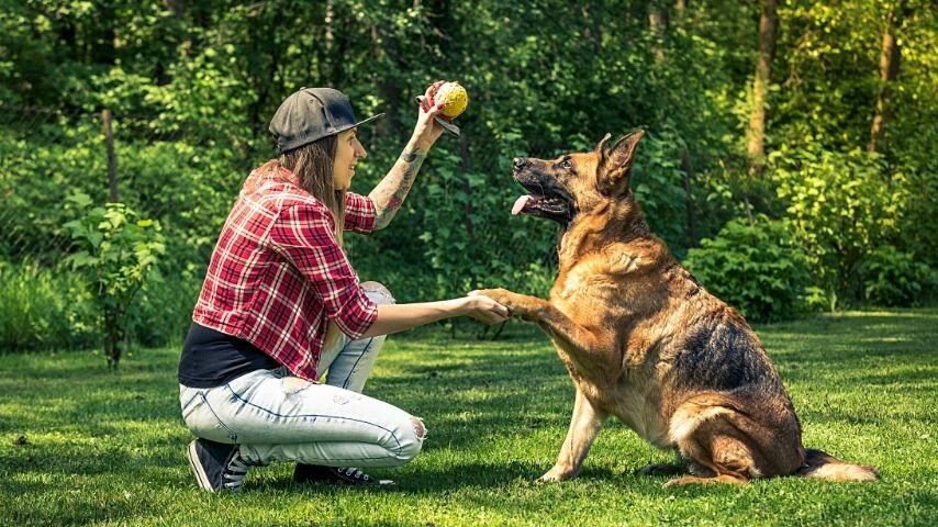 Avoid training your German Shepherds as guard or attack dogs as they're more of the herding type