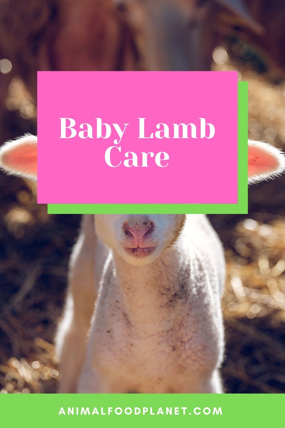 Baby Lamb Care