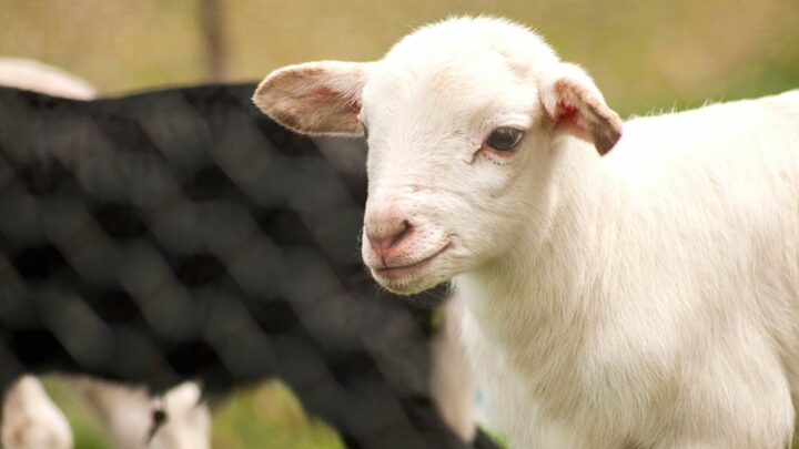 Baby Lamb Care – #1 Best Care Guide
