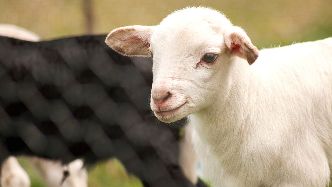 Baby Lamb Care 1 Best Care Guide