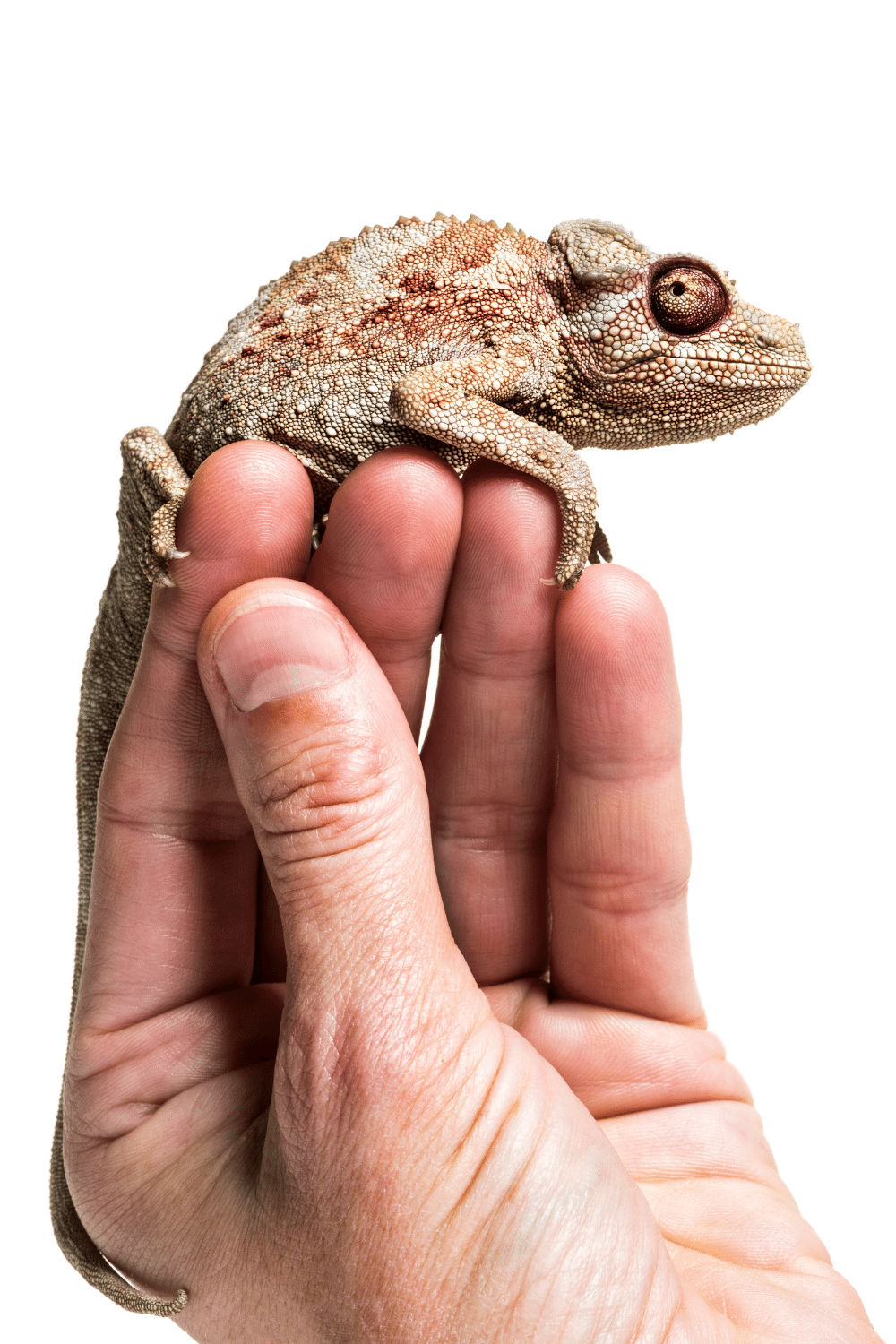 Baby Panther Chameleons