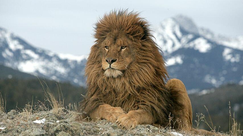 Barbary Lions, or North African Lions, are the tallest lions in the world but are now extinct in the wild