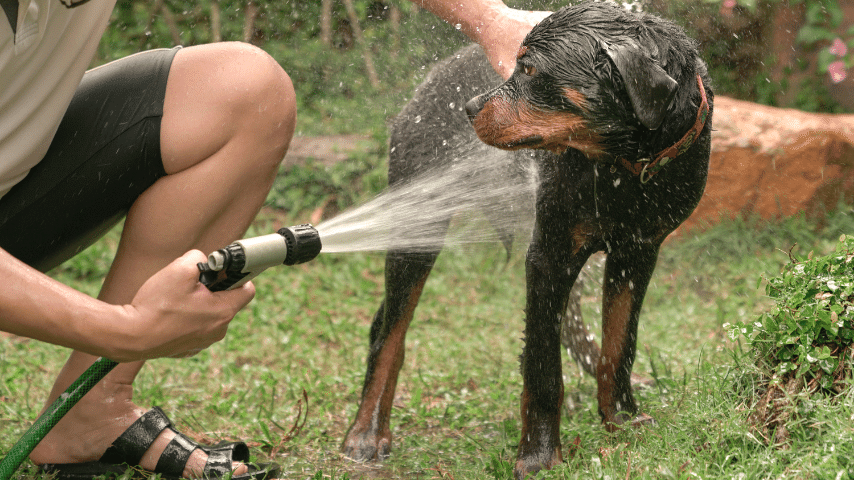 Bathing Your Rottweiler Puppy Frequently