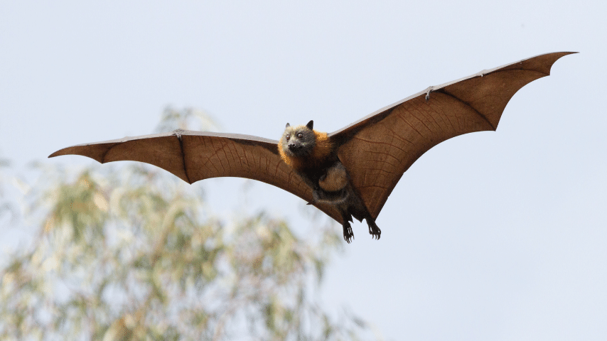 Bats Are The Only Flying Mammals That Can Actually Fly And Not Just Glide