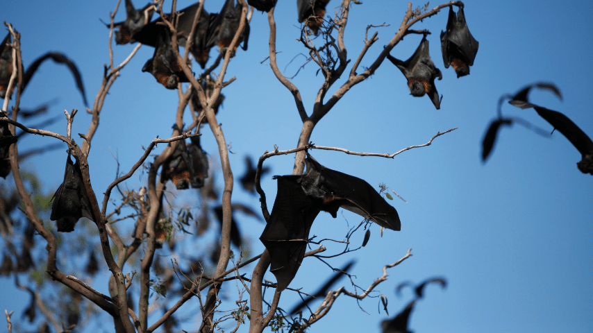 Bats Hanging Upside Down