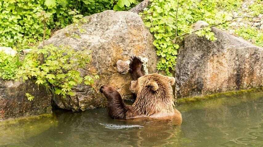 Bears stay in the water when they're hunting for fish, drinking, or for cooling off