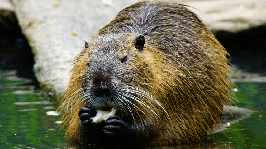 Beavers