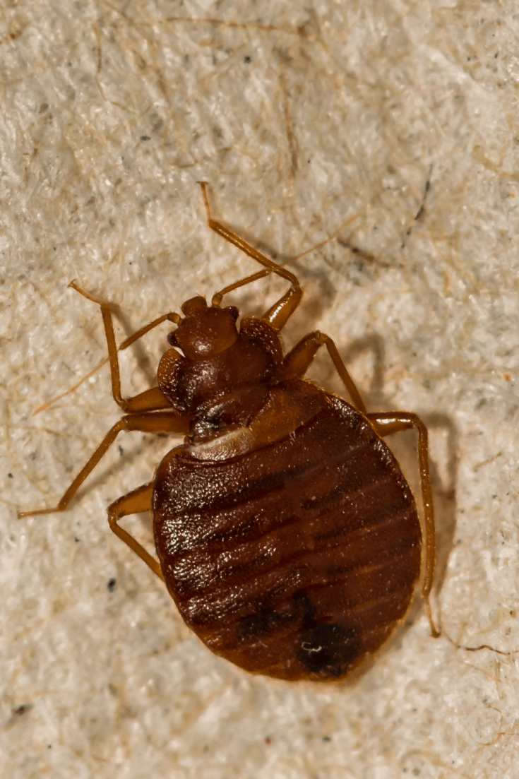 40 Bugs That Look Like Ticks 1 Best List