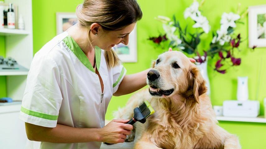 Before you cut your Golden Retriever's fur, make sure it is dry