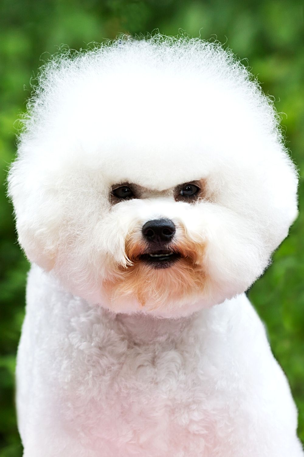 If you're looking for a happy-go-lucky dog breed that looks like Ewoks from Star Wars, the Bichon Frise is the top choice