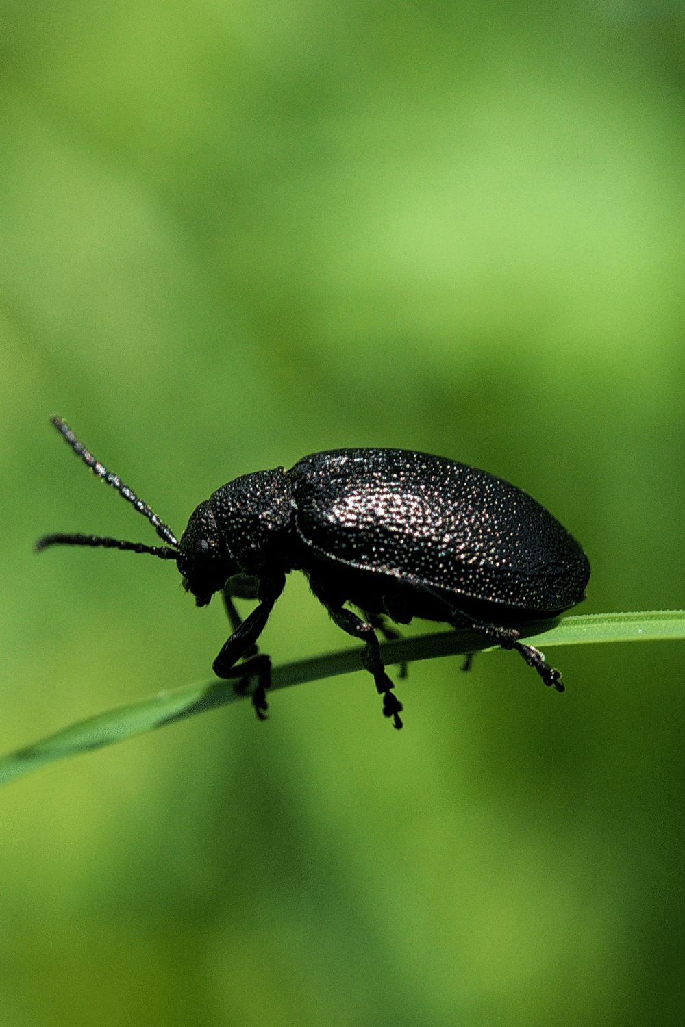 Black Bean Bugs