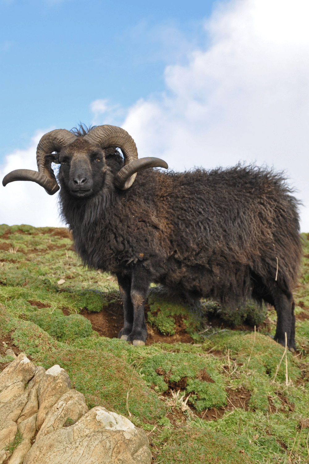 Black Hawaiian Ram