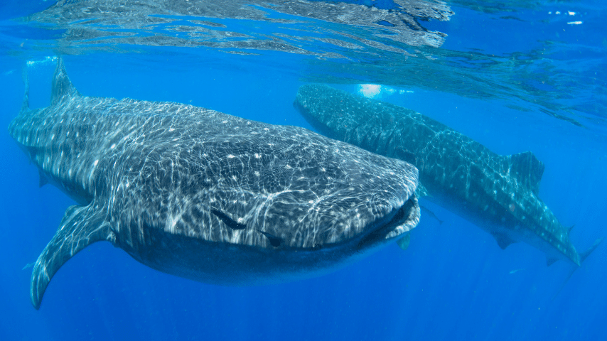 Blue Whale Travel At Approximate Speed Of 31 Mihr (50 Kmhr)