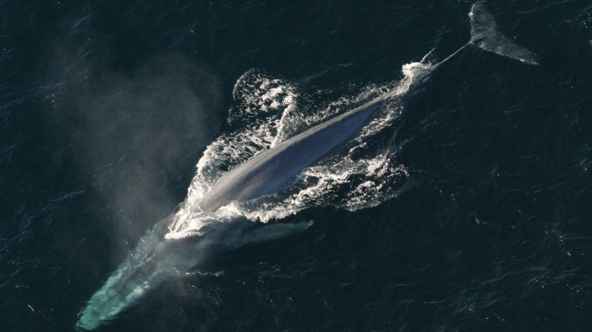 Blue Whale burst speed is around 28 miles per hour (45 km per hour)