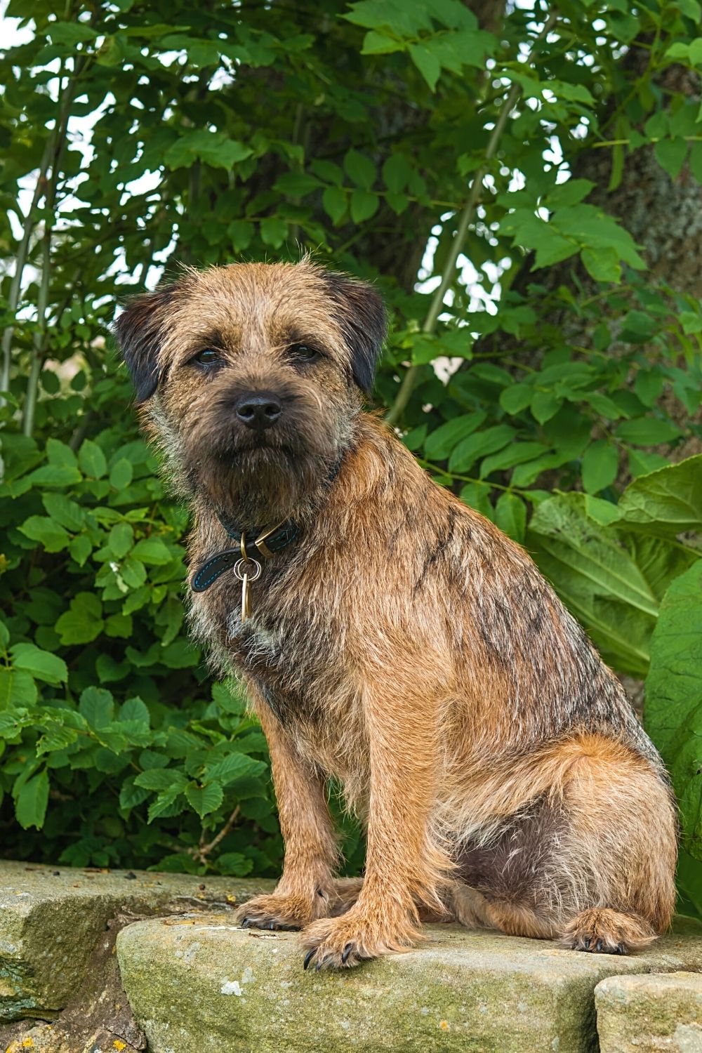 The Border Terrier, with its fluffy and scrunched-in face, is one of the breeds of dogs that look like Ewoks from Star Wars