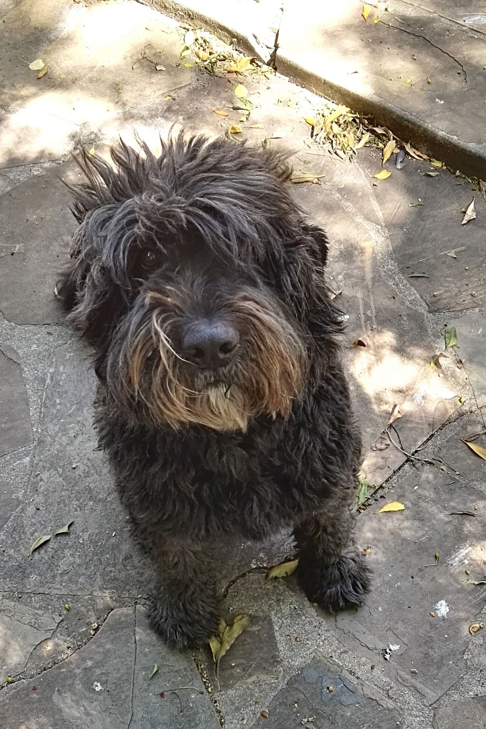 Unlike the other dog breeds that look like the Ewoks from Star Wars, the Bouvier Des Flandres is not a tiny dog