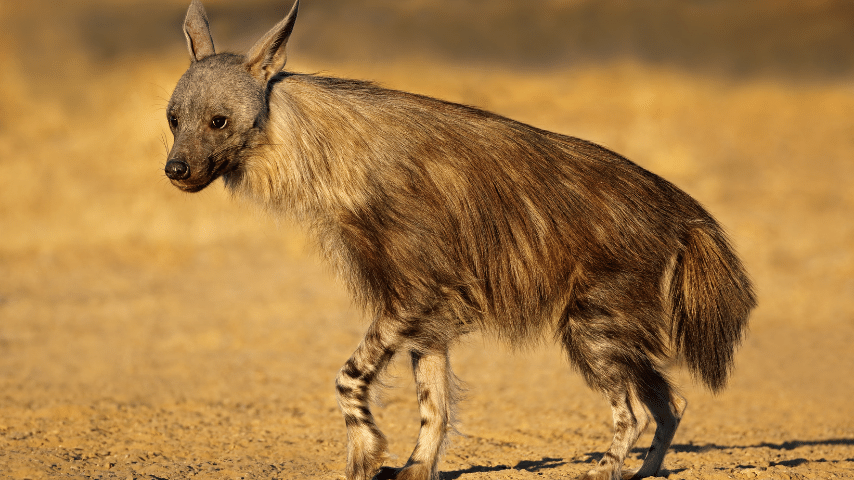 Brown Hyena (Hyaena brunnea)