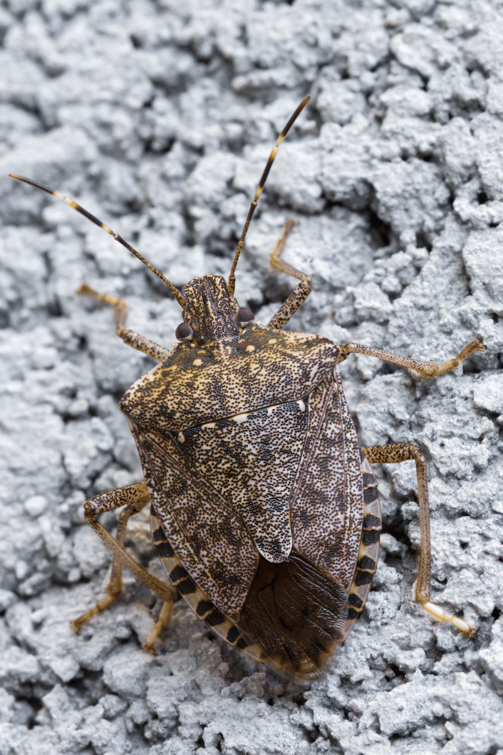 Brown Marmorated Stink Bug