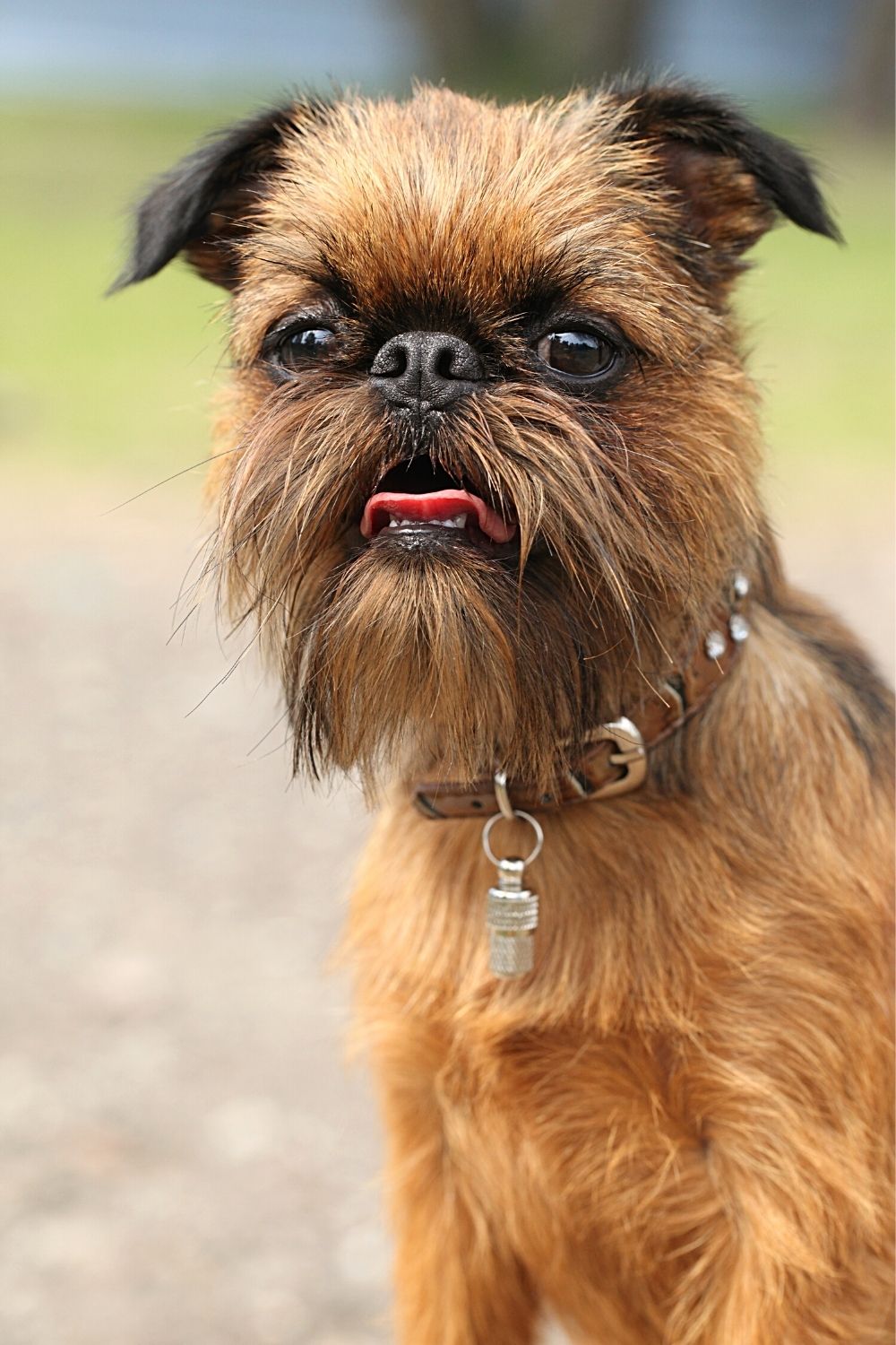 The Brussels Griffon looks like the Ewoks from Star Wars because it is from this breed of dog the characters were designed from