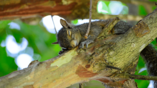 But Do Squirrels Sleep At Night