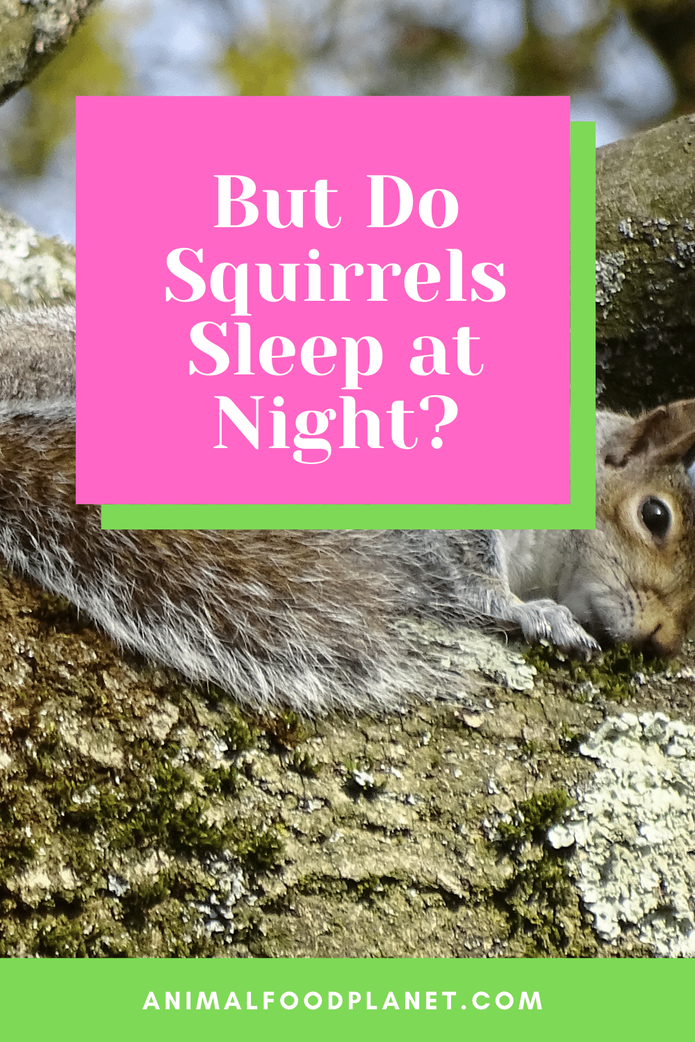 But Do Squirrels Sleep At Night