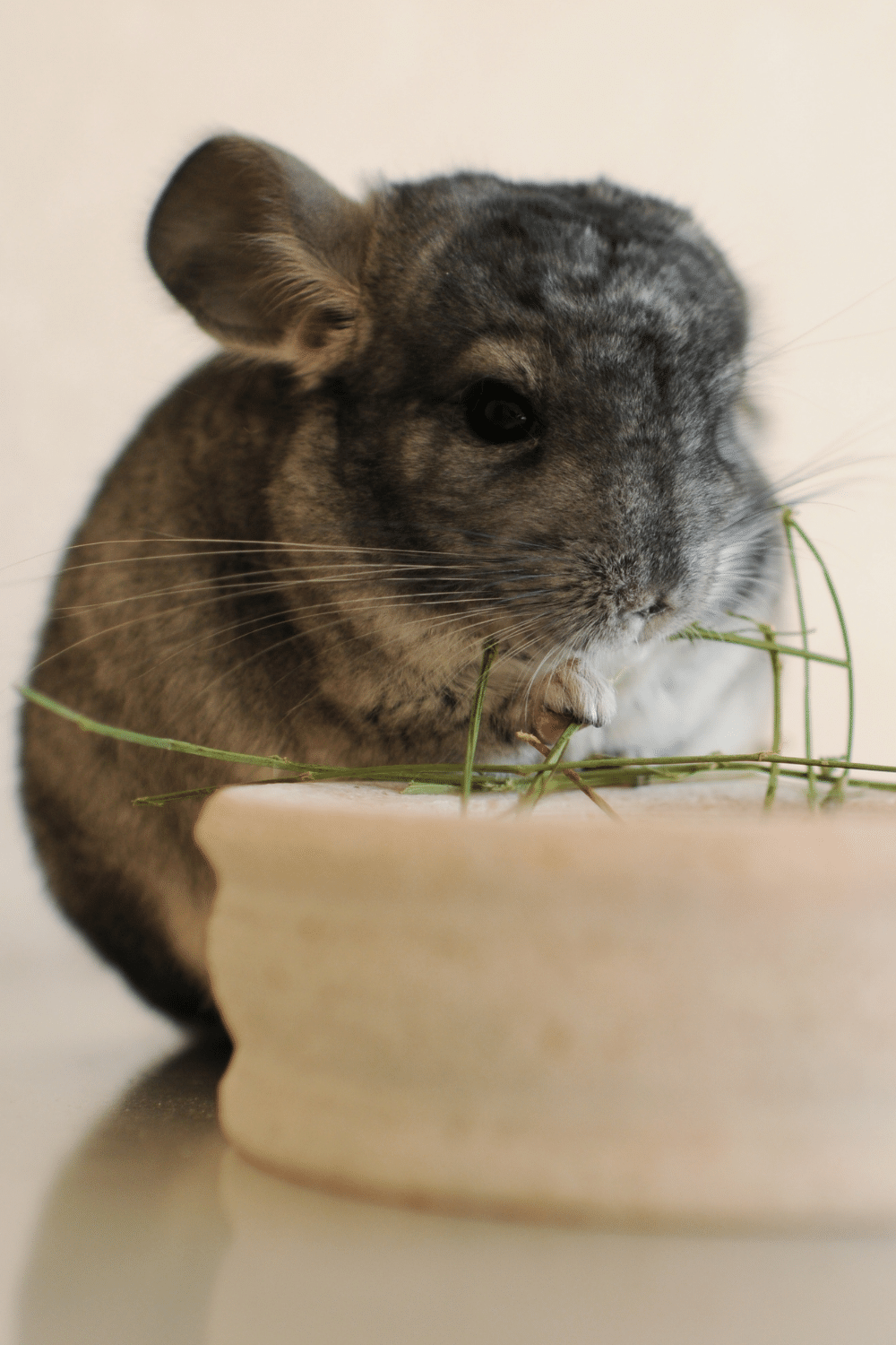 Buy A Chinchilla Litter Box