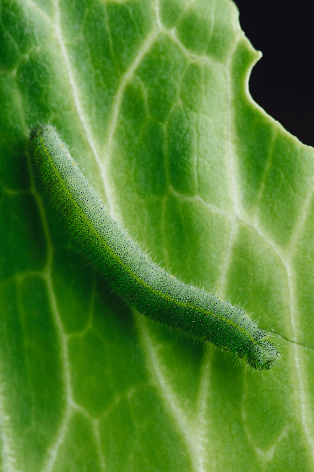 Cabbage Looper Is A Pest Because It Eats Leaves Of Plants