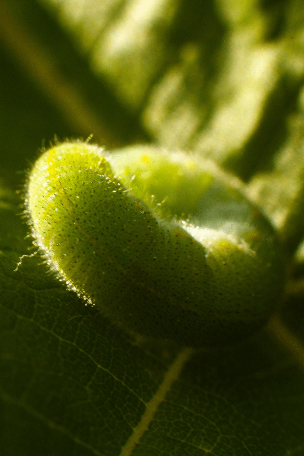 Cabbage Looper (Trichoplusia ni)