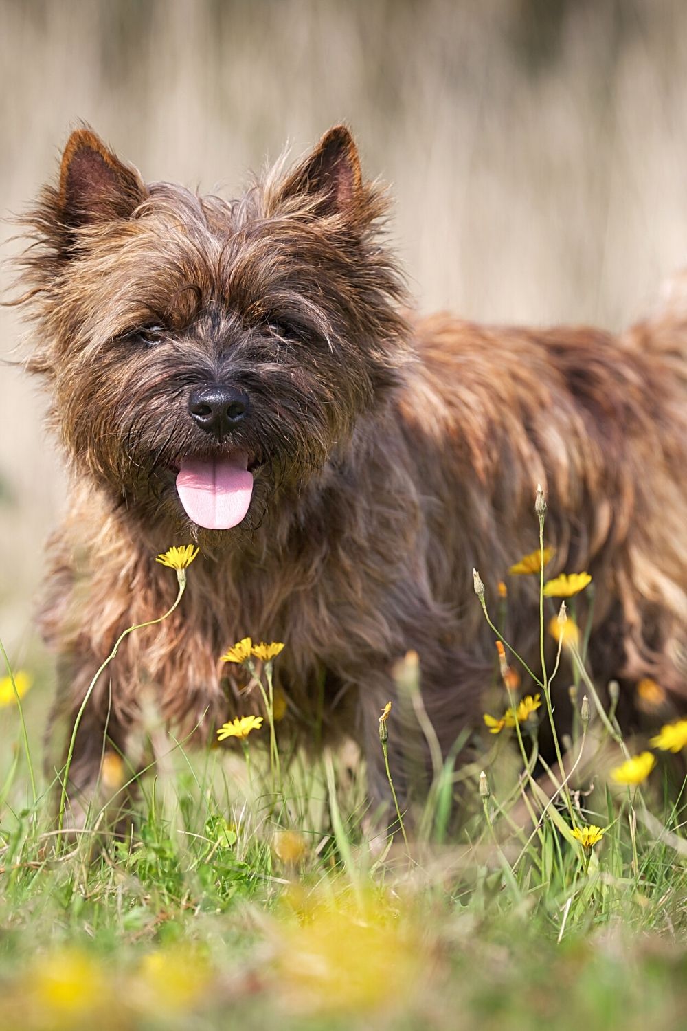 The Cairn Terrier is another dog breed that looks like the Ewoks from Star Wars that is fiercely loyal to its humans