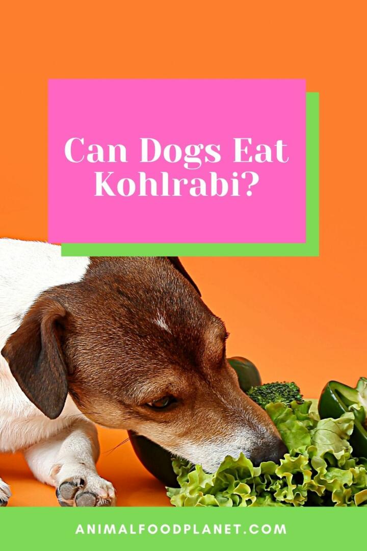 Can Dogs Eat Kohlrabi?