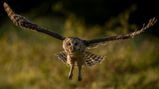 Can Owls Sit Criss Cross