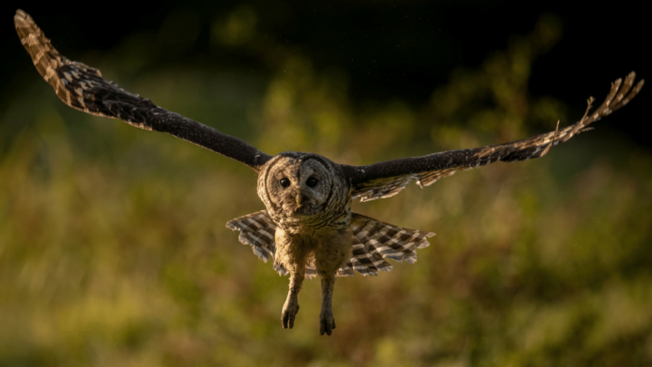 Can Owls Sit Criss Cross? 5 Best Facts to Consider