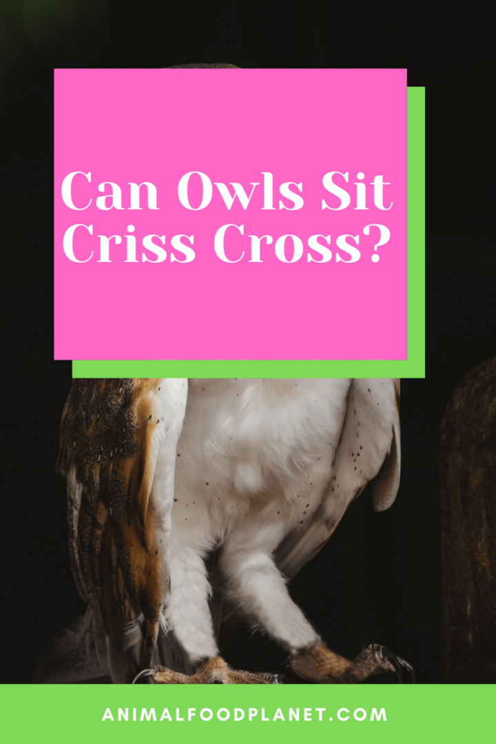 Can Owls Sit Criss Cross? 5 Best Facts to Consider