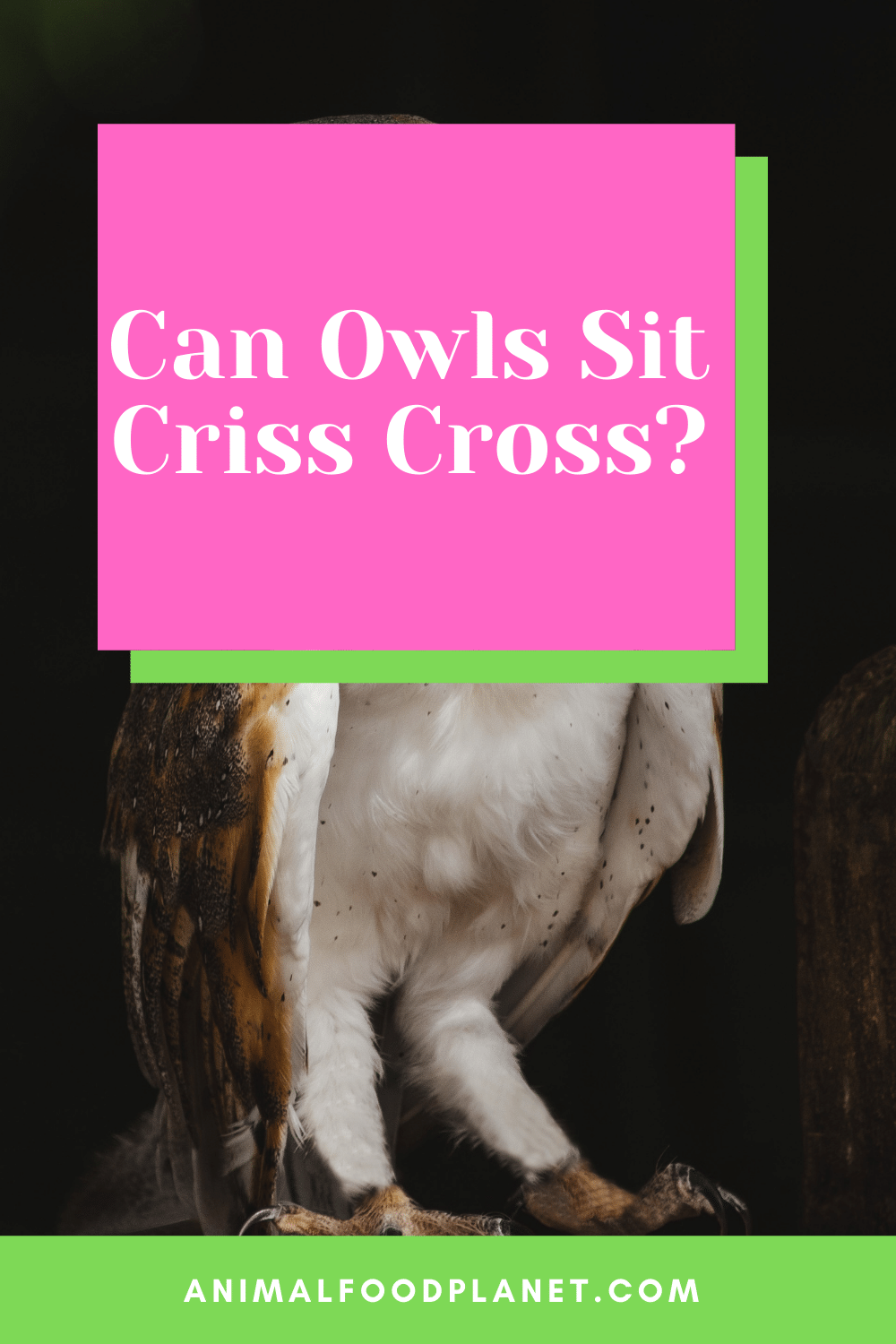 Can Owls Sit Criss Cross
