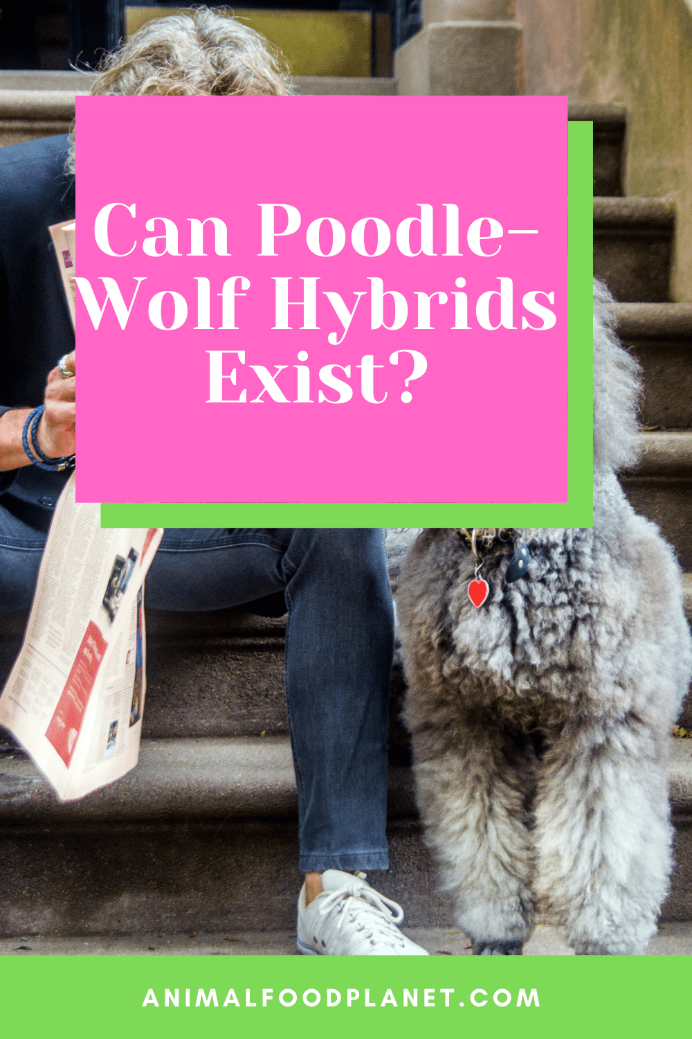 Can Poodle-Wolf Hybrids Exist