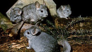 Can You Potty Train A Chinchilla