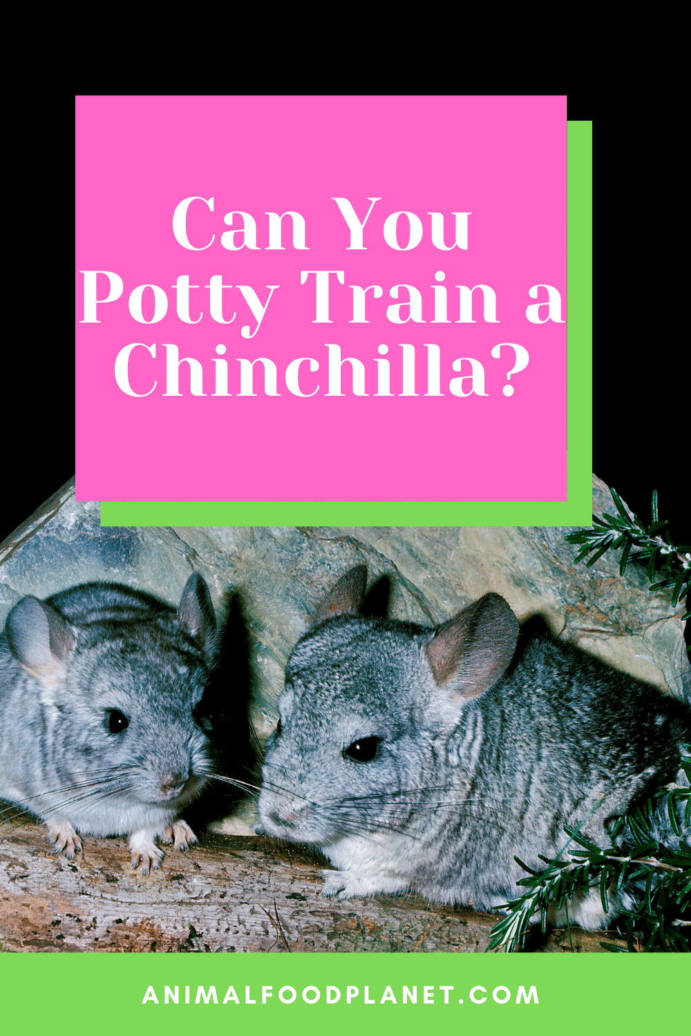 can you potty train a chinchilla