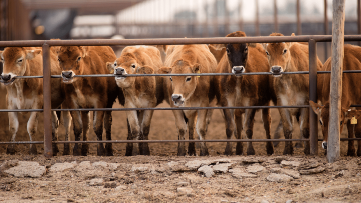 Can You Ride A Cow? The Best Answer’s Here!