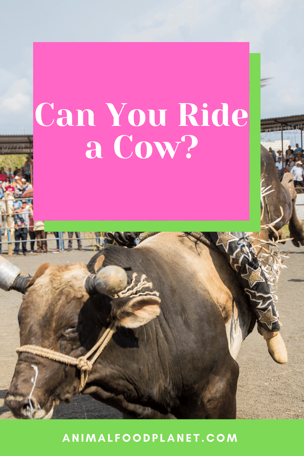 Can You Ride A Cow?