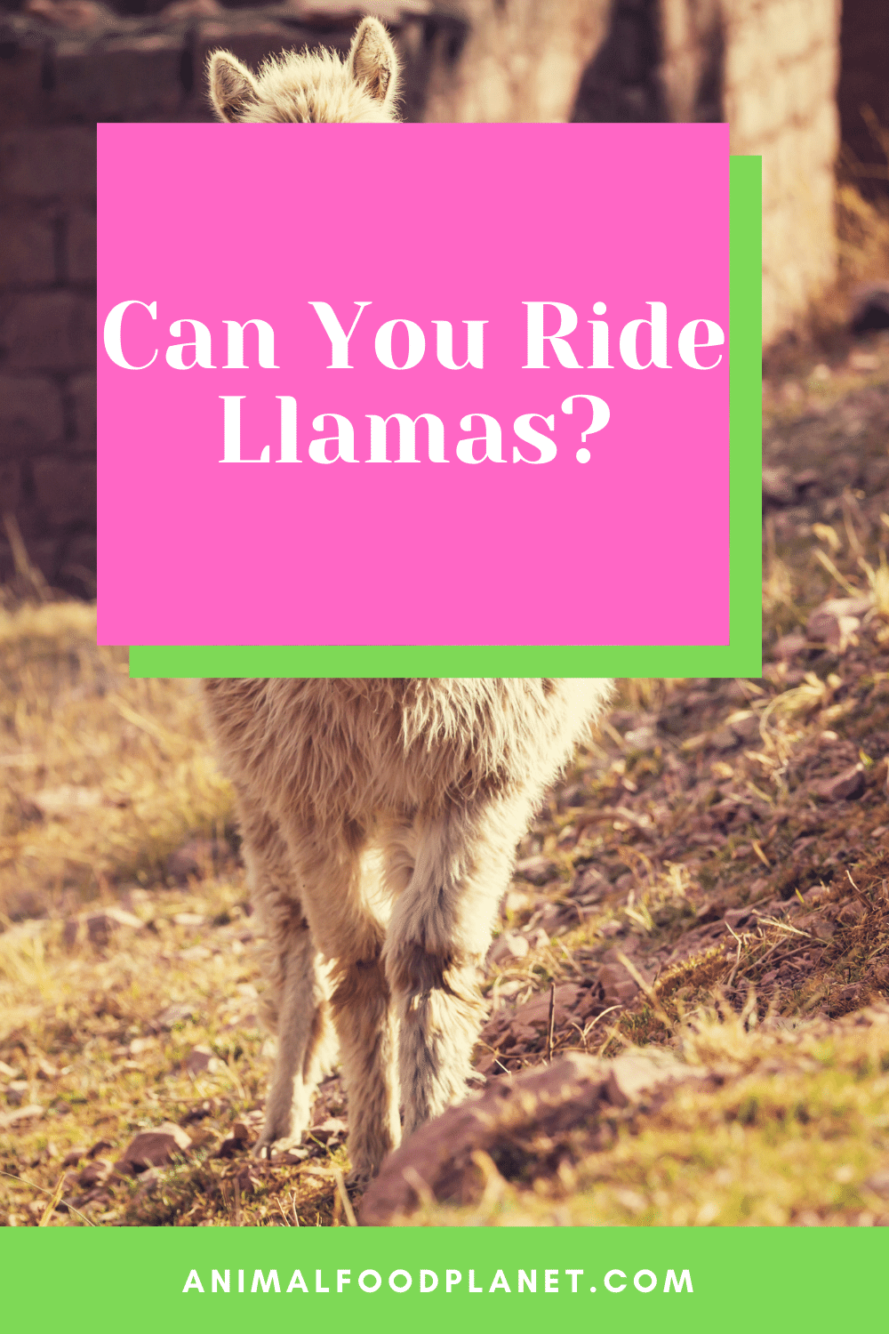 Can You Ride Llamas?