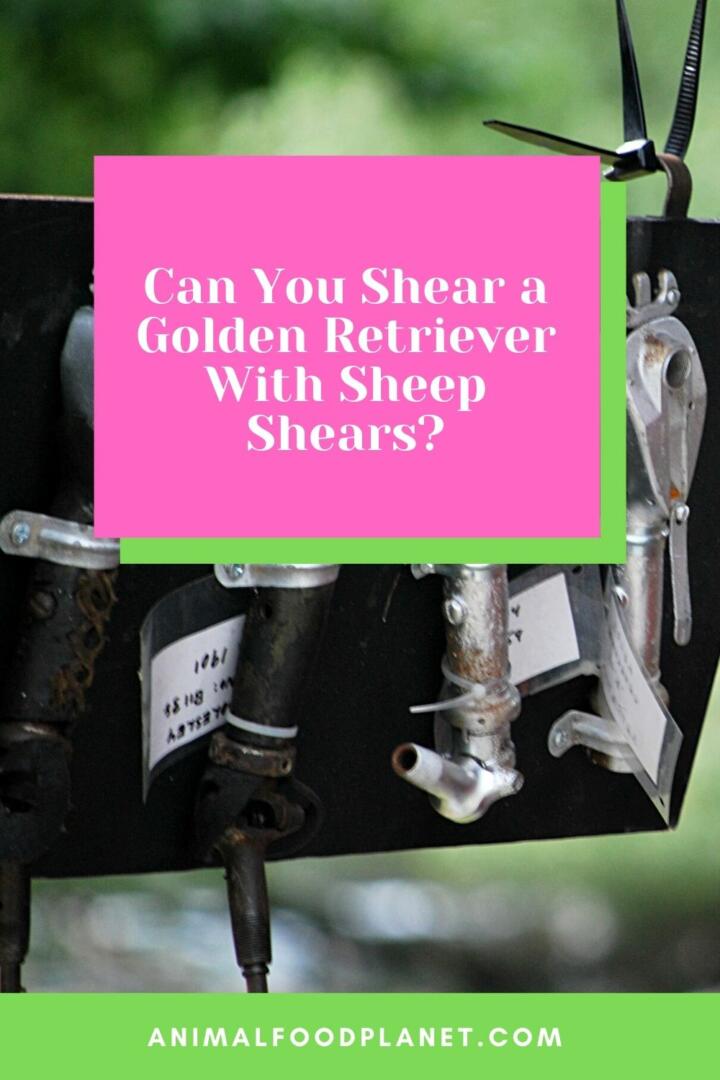 Can You Shear a Golden Retriever With Sheep Shears?