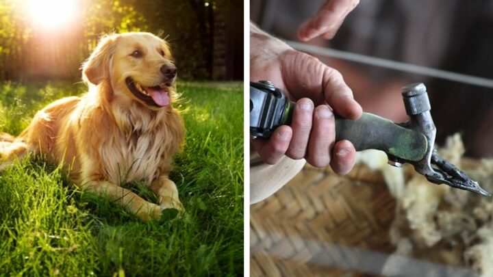 Can you Shear a Golden Retriever with Sheep Shears? Wow!