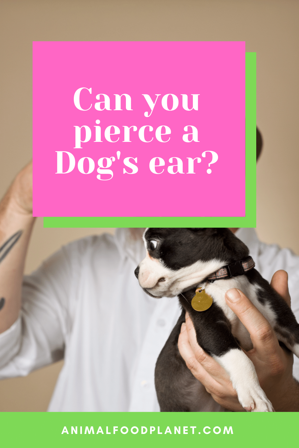 Can you pierce a Dog's ear