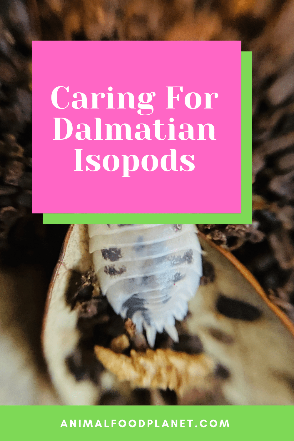Caring For Dalmatian Isopods