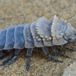 Caring For Powder Blue Isopods - The Complete Guide You Need Right Now