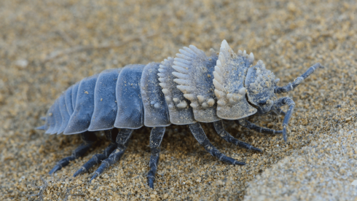 Powder Blue Isopods Care – The Complete Guide