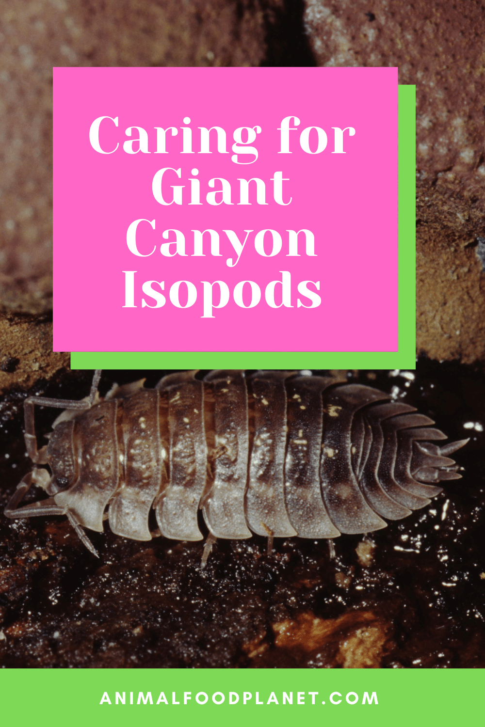 Caring for Giant Canyon Isopods